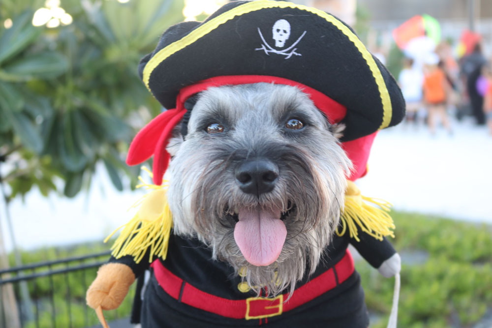 Pet Masquerade 2018 photo - Duval Street, Key West